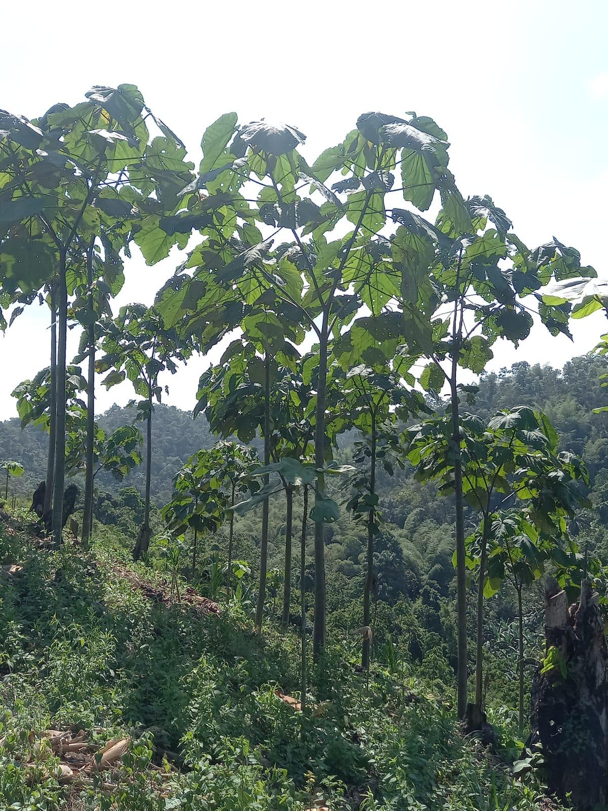 Teak plantation