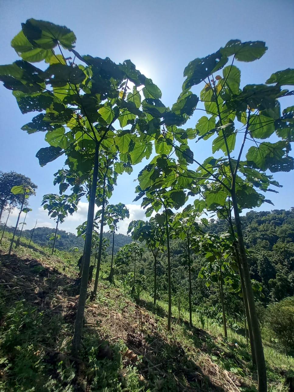 Teak plantation