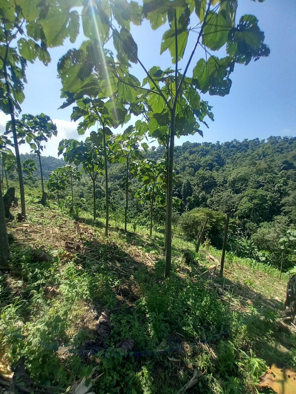 Teak plantation